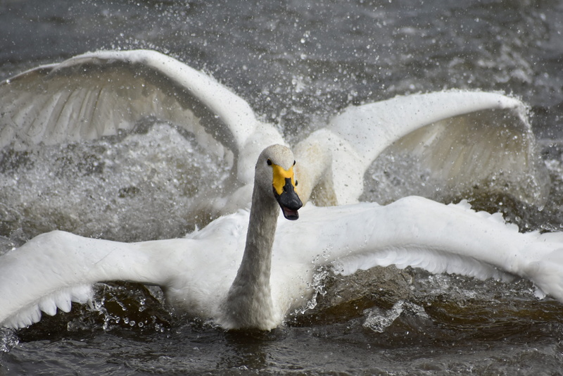 animal wildlife, wings, fields, quarrel, bird, waterfowl, blurred motion, animals in the wild, flowing water, natural, landscape, lake, wild birds, water