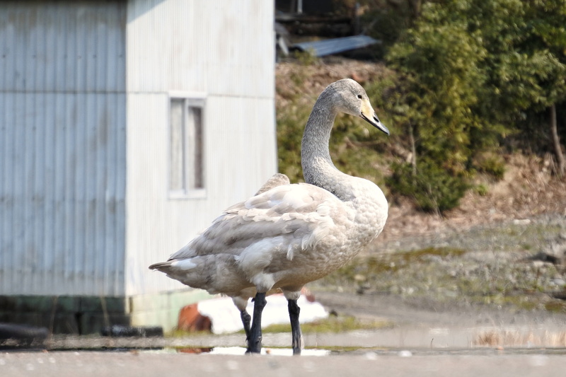 close-up, bird, 4K, animal neck, one animal, road, goose, wild animal, wild birds, water bird, young bird, sunlight, satoyama, focus on foreground, water