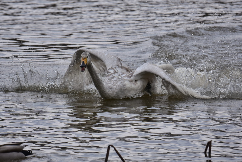 motion, video high chou, swimming, waterside, cygnet, floating on water, waterfront, feathers, lake, 5K, landscape, vertebrate, day, animal themes, wild animal