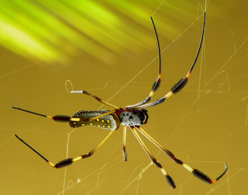 arachnid, spider, clavipes, insect, animal wildlife, animals in the wild, animal body part, animal, Golden, golden, Spider Silk, one animal, invertebrate