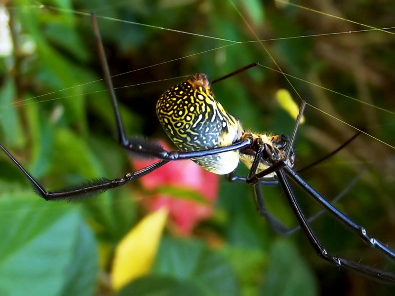 no people, day, golden orb spider, fragility, animal themes, plant, spider Web, butterfly - insect, arachnid, animal wildlife, female, nephila fenestrata