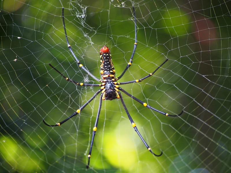 web, spider web, animal wildlife, survival, insect, close-up, no people, arachnid, focus on foreground, cobweb, animals in the wild, arthropod, fragility