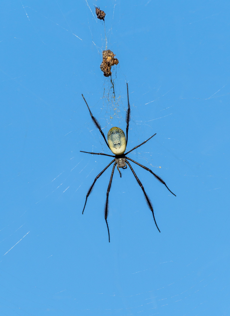 spider web, close-up, creepy, net, zoology, blue, cobweb, animals in the wild, predator, black-legged nephila, closeup, invertebrate, web, nephila fenestrata spider