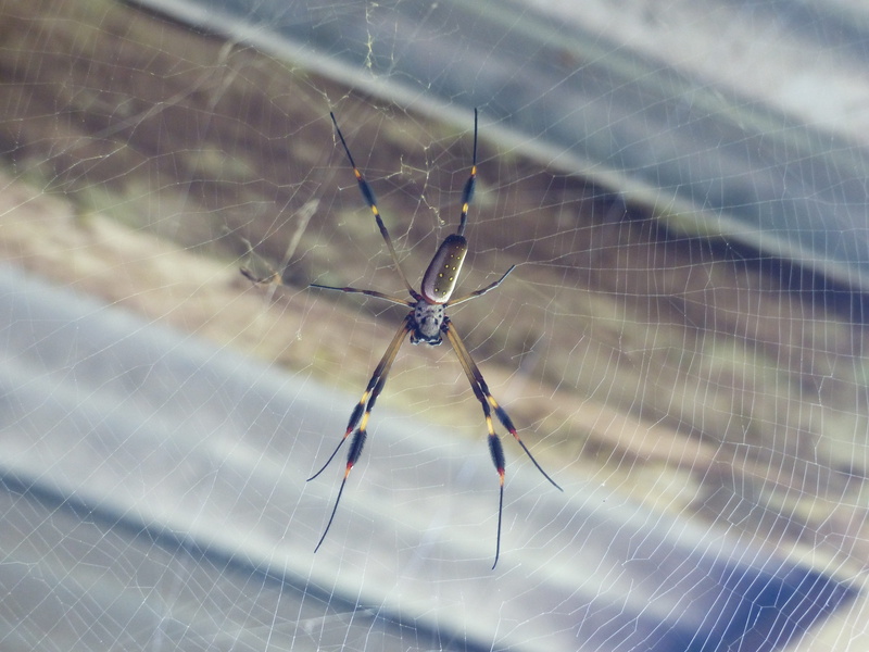 cobwebs, outdoors, web, spider silk, vulnerability, network, animal leg, fragility, animal, 4K, one animal, spider, close-up, animals in the wild, no people