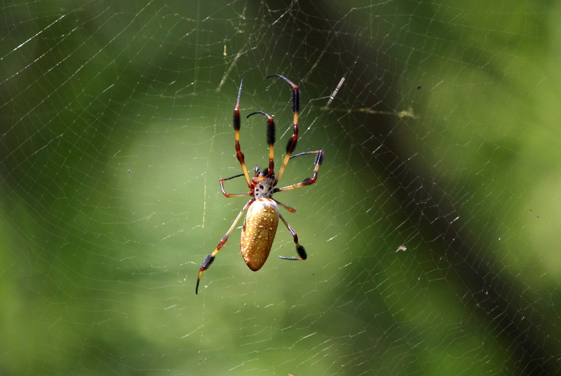 animal themes, golden silk spider, poisonous, Spider Web, outdoors, halloween, day, close-up, animals in the wild, predator, horror, spider, no people