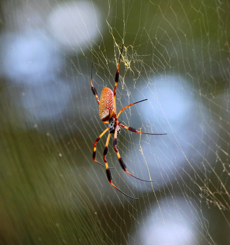 animal body part, wildlife, nature, arachnid, complexity, carnivore, Silk Spider, survival, nephila clavipes, one animal, vulnerability, macro, 1080P