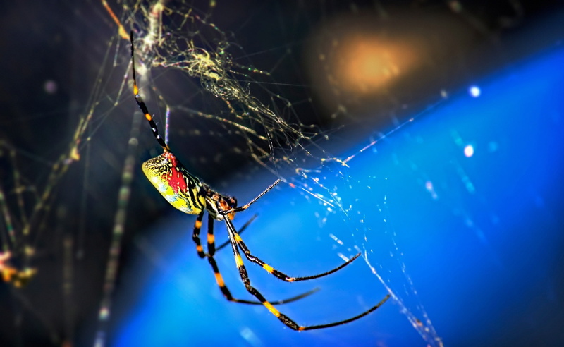 animal leg, animal, animal themes, Photography, insect, black, one animal, Nephila Clavata, Insects, nature, animal wildlife, day, outdoors, clavata, Spider