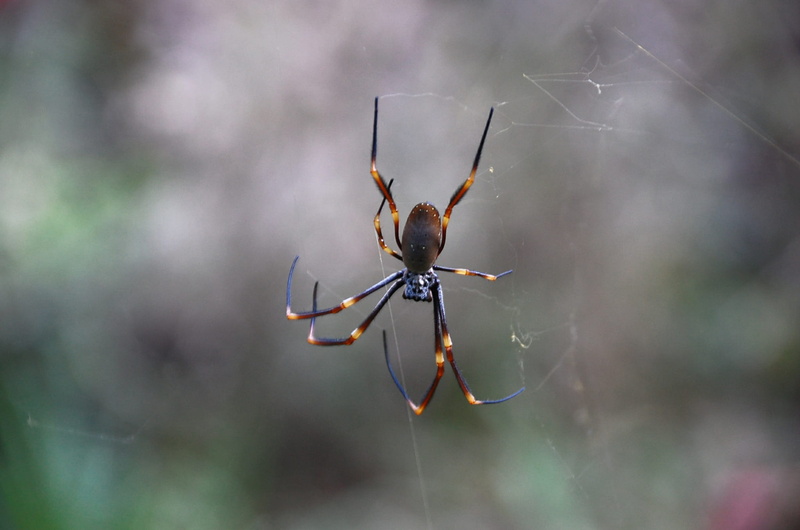 close, Creepy, no people, 1080P, animal body part, spider, web, animal themes, arachnid, outdoors, animals in the wild, macro, fragility, animal, insect