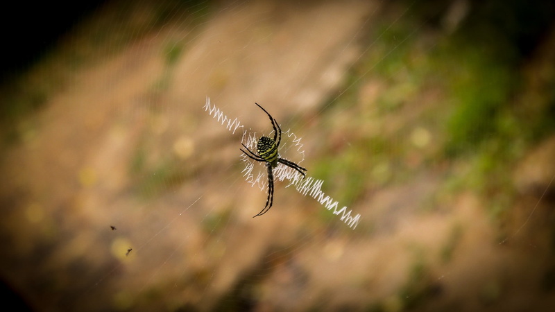 nephila, macro photography, 1080P, golden orb weaver spider, spiderweb, spider