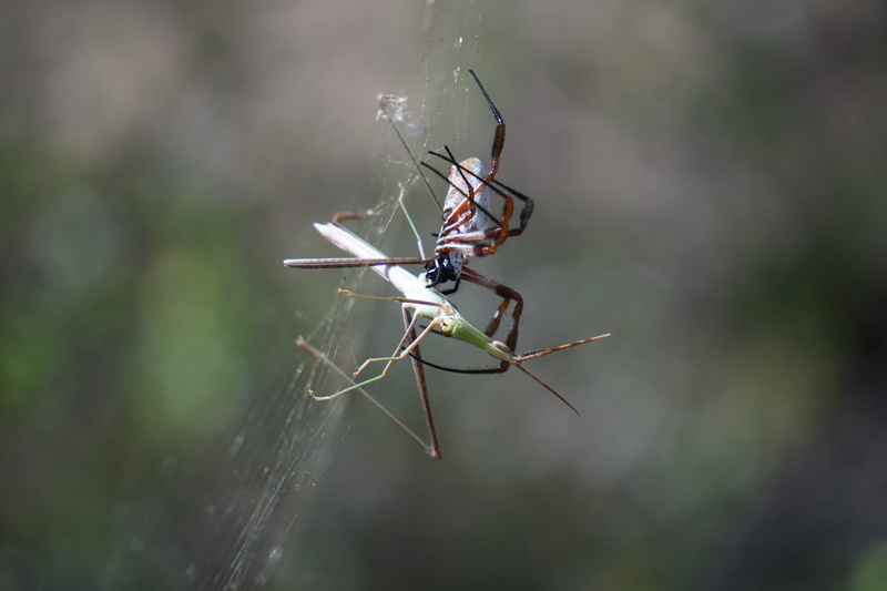 animal, focus on foreground, arthropod, animal wildlife, fragility, spider web, day, 5K, zoology, one animal, plant, Nature, close-up, insect, Spider