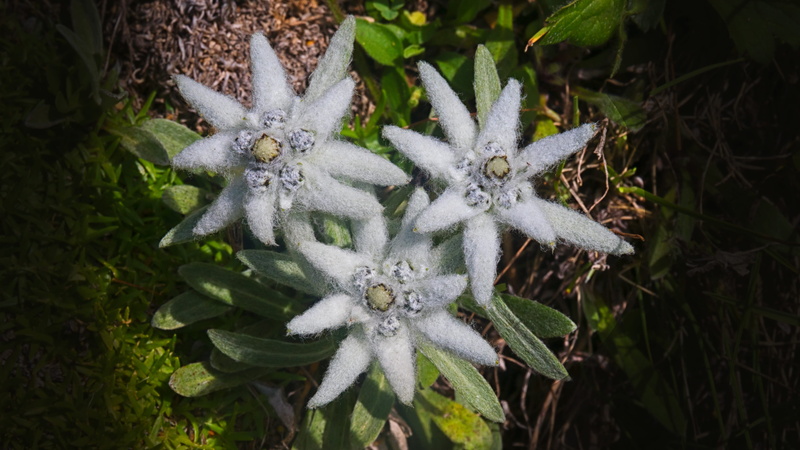 4K, day, no people, edelweiss, beauty in nature, ulten, plant, freshness, high angle view, botany, mountain flower, outdoors, flower head, leaf, green color