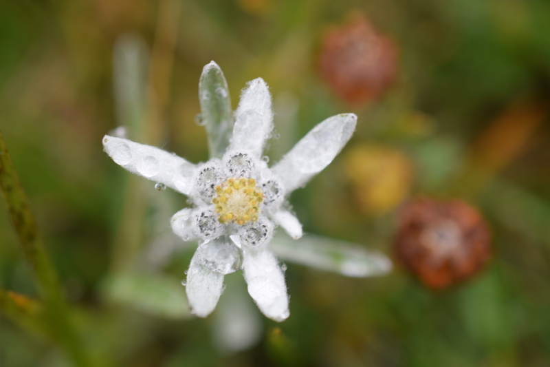 flower head, no people, beauty in nature, white, outdoors, day, freshness, focus on foreground, white color, fragility, water, inflorescence, wet, flowering plant