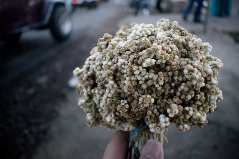 focus on foreground, body part, city, zoom, bouquet, low section, outdoors, one person, adult, human hand, human body part, nature, road, close-up, flower