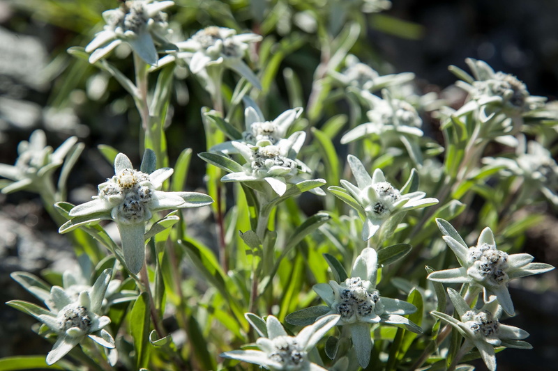 summer, flowering plant, inflorescence, 4K, tyrol, focus on foreground, white color, nature, mountain flower, beauty in nature, green color, petal, flowers