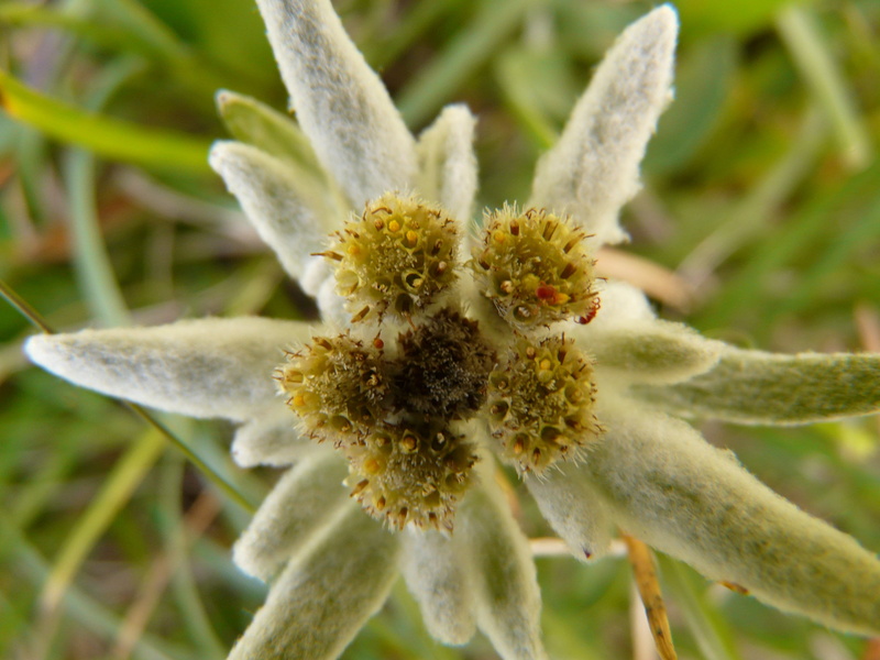 rarely, white, precious, plant, petal, edelweiss, growth, protected, outdoors, vulnerability, fragility, flower, natural condition, inflorescence, day