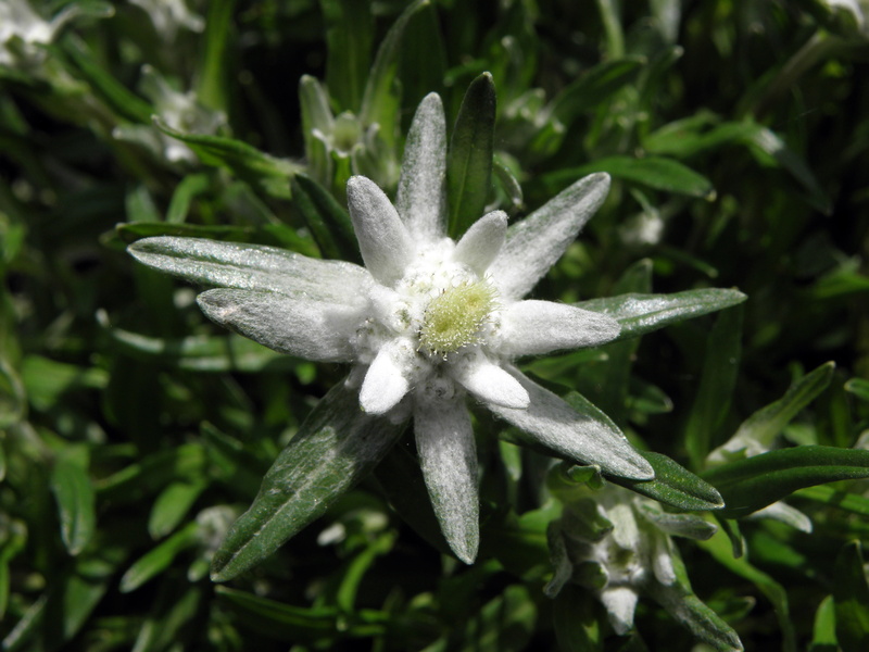 plant part, directly above, flowering plant, freshness, beauty in nature, flower head, botany, edelweiss, 4K, austria, leaf, green color, growth, close-up