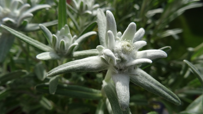 food and drink, bavaria, green color, close-up, no people, outdoors, leaf, plant, edelweiss, flowering plant, allgäu, leontopodium microdochium, fragility