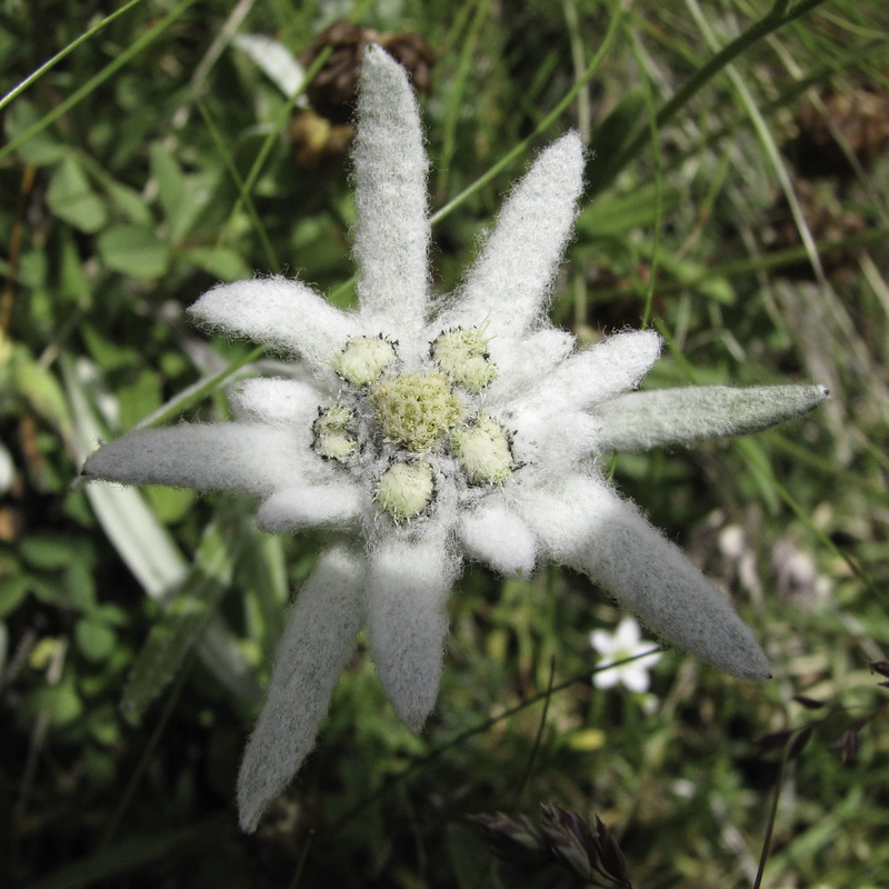 outdoors, flower, high angle view, cold temperature, softness, plant part, fragility, Edelweiss, winter, growth, plant, green color, no people, tranquility