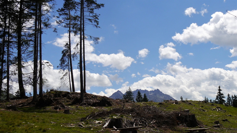 tyrol, panorama, tranquility, martinsbruck, hiking, edelweiss, outdoors, austria, green, mountain, day, plant, forest, idyllic, non-urban scene, sky, nauders