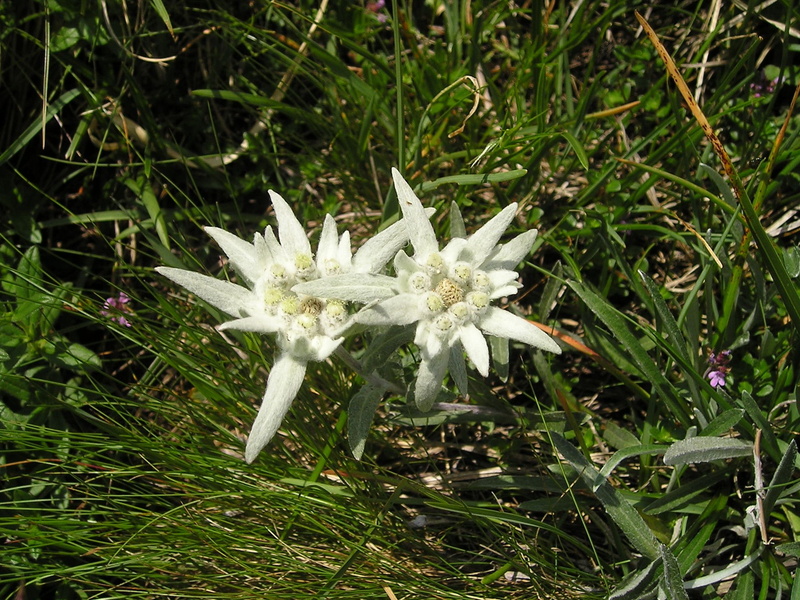 beauty in nature, white color, land, close-up, 1080P, growth, bloom, field, day, high angle view, vulnerability, grass, mountains, white, outdoors, flower head