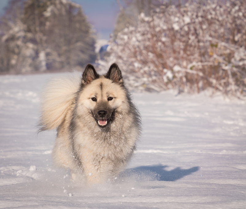 one animal, animal, eurasiers, domestic animals, animals in the wild, eurasier, mountain, dog, canada, cloverdale, nature, domestic, canine, winter, no people