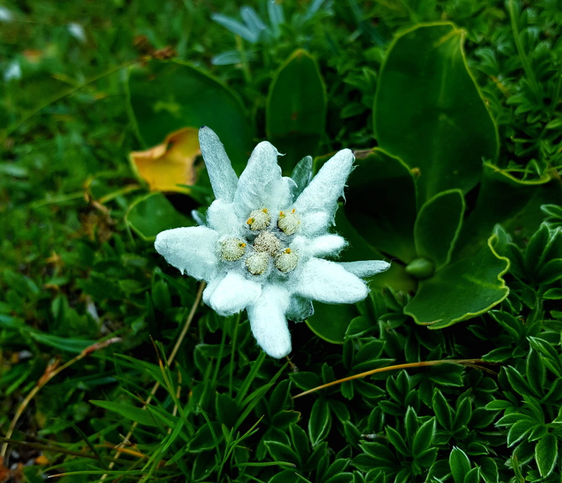 leaf, white color, plant part, flower head, flower, petal, day, mountains, beauty in nature, vulnerability, alp, green color, inflorescence, alpine, fragility