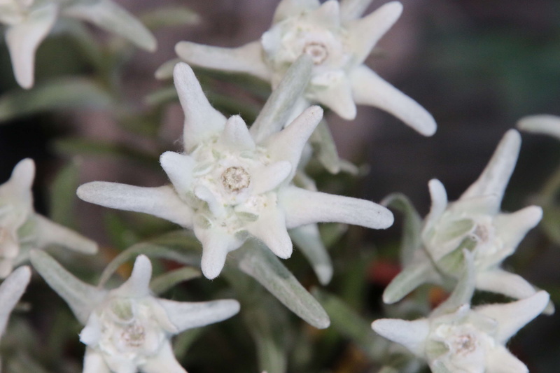 mountain, white color, flower, alps, vulnerability, white, outdoors, fragility, spring, no people, inflorescence, flowering plant, garden, small flower