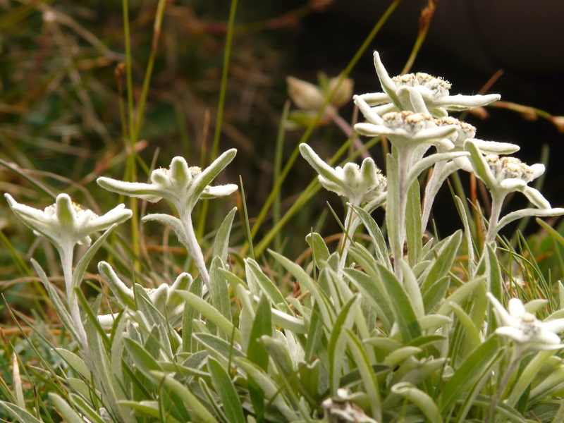 flower, blossom, green color, beauty in nature, white color, edelweiss, precious, plant, flower head, plant part, selective focus, 2K, day, vulnerability