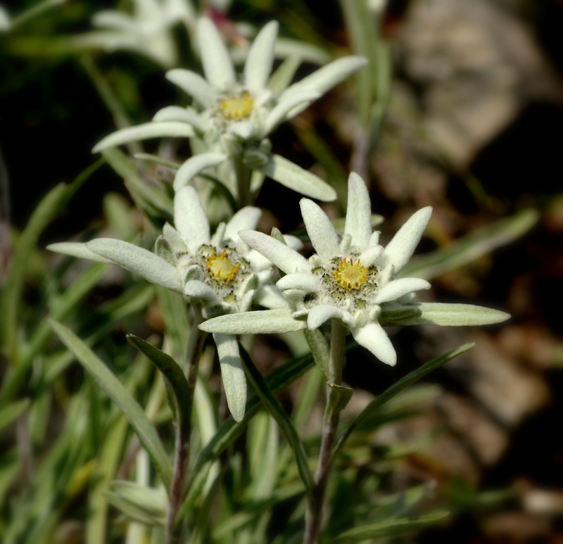 petal, selective focus, fragility, freshness, day, edelweiss, plant, nature, inflorescence, outdoors, white, green color, focus on foreground, pollen, 2K
