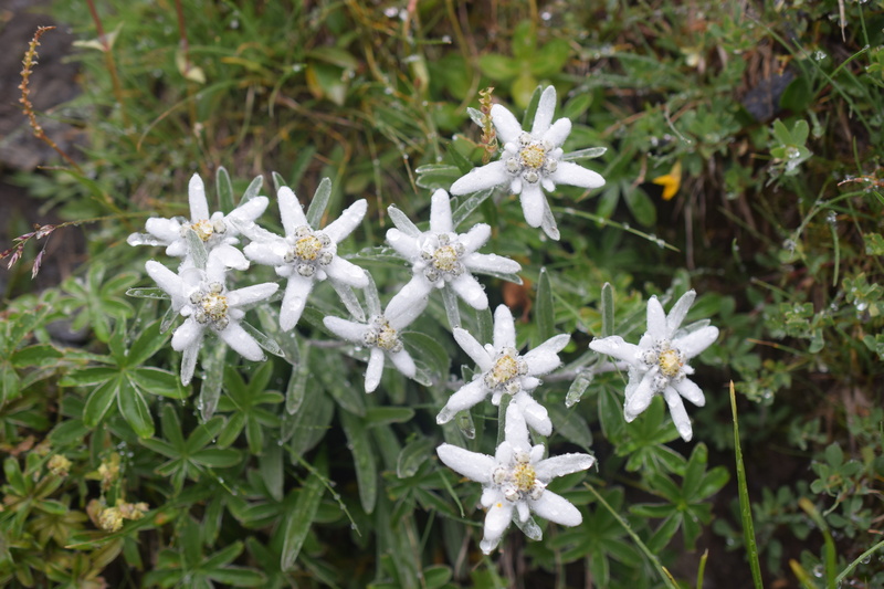 flowers, vulnerability, beauty in nature, day, nature, 5K, fragility, plant part, high angle view, plant, flowering plant, leaf, flower, edelweiss, focus on foreground