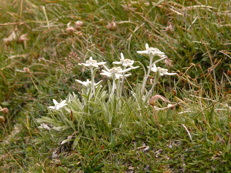 white color, fragility, freshness, land, grass, edelweiss, focus on foreground, 2K, day, white, precious, high angle view, close-up, flower, growth, rarely