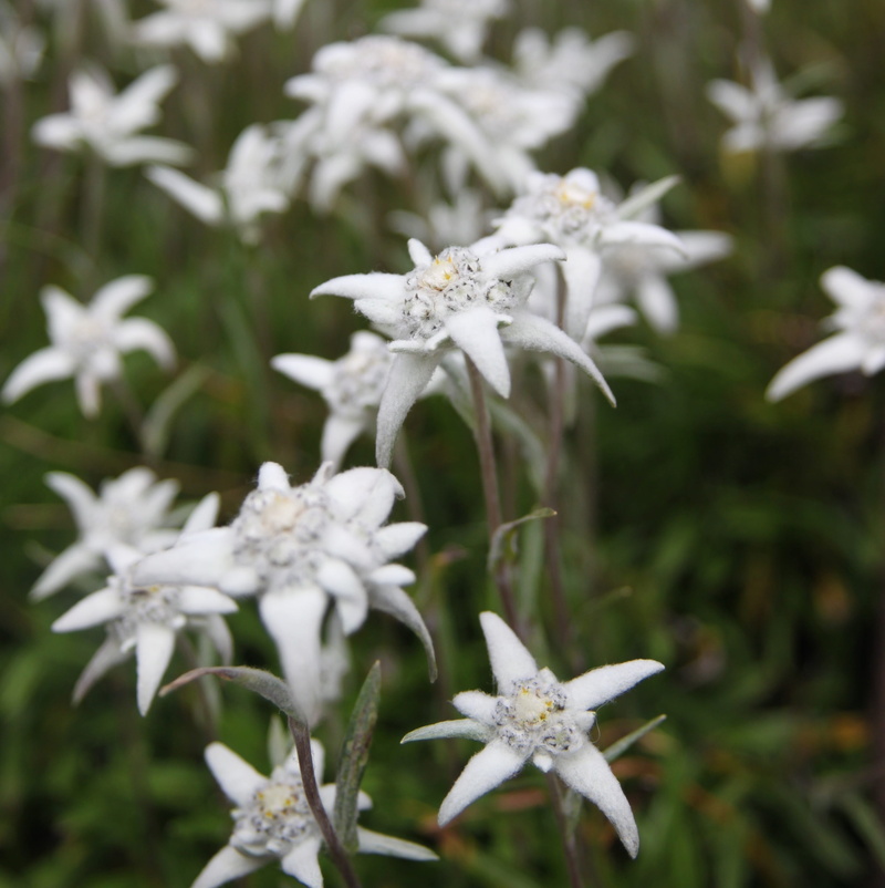 growth, petal, davos, switzerland, nature, outdoors, flower head, day, white color, fragility, edelweiss, plant, plant stem, freshness, flower, close-up