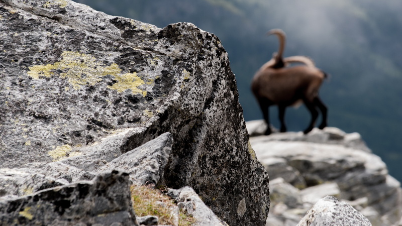 stones, wildlife, Capricorn, 4K, mountains, animals, depth of field