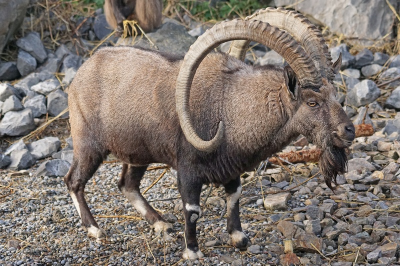 gravel, ethiopia, solid, nubischer capricorn, ram, animals in the wild, domestic animals, wildlife, group of animals, animals, vertebrate, ibex, domestic