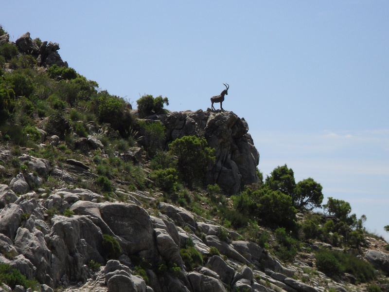 beauty in nature, nature, animal wildlife, mountains, solid, plant, capricorn, landscape, perching, animal themes, one animal, tree, bird, rock - object
