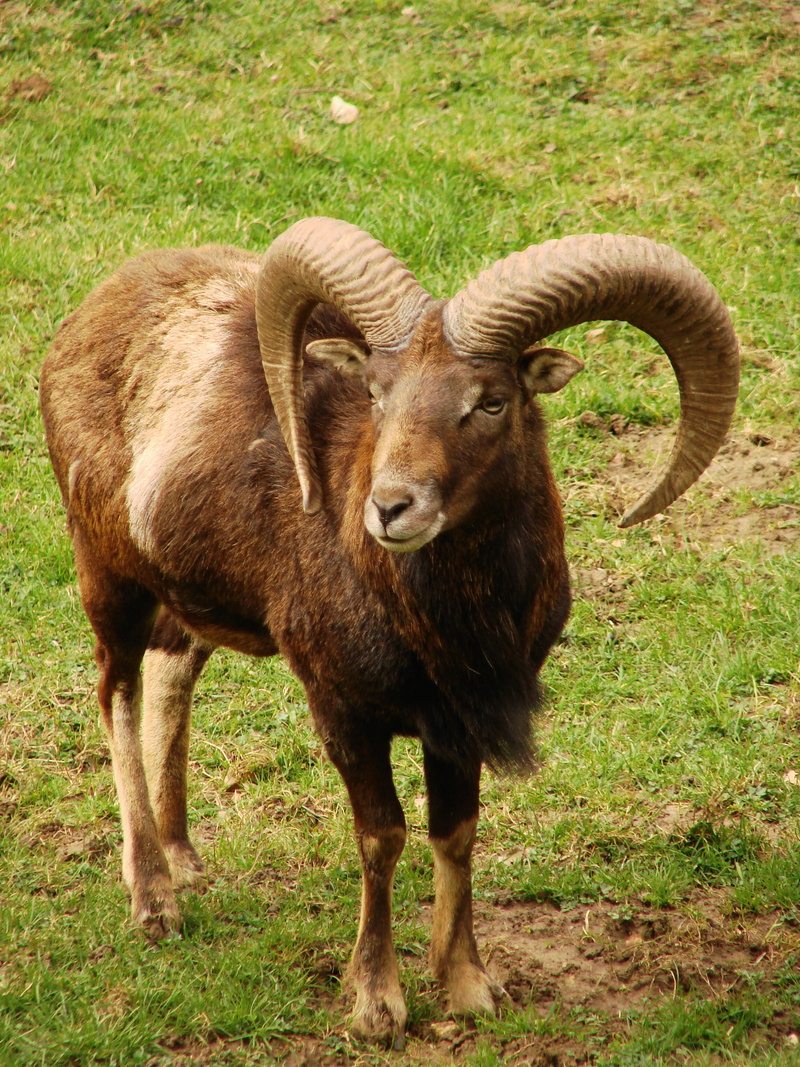 animal wildlife, one animal, ibex, wild animal, animal themes, outdoors, nature, full length, mountains, grass, pets, capricorn, domestic animals, 2K