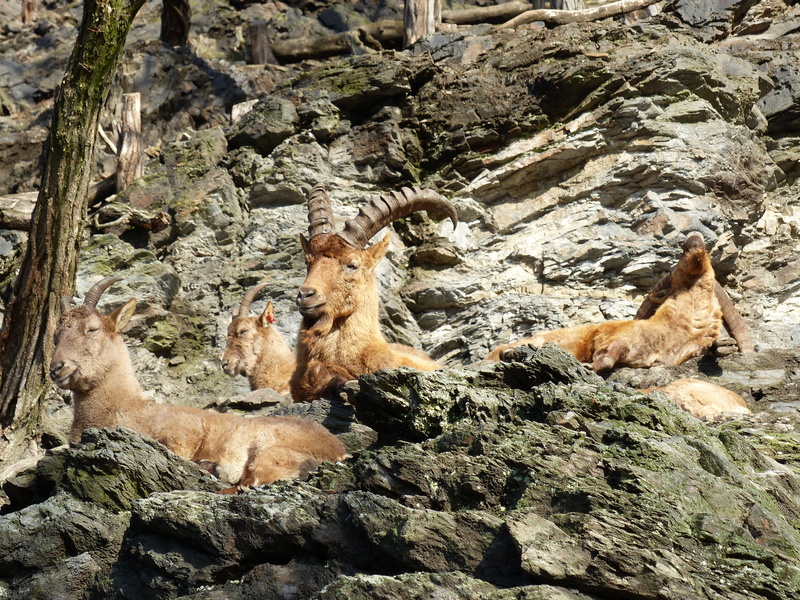 animal, outdoors, stones, group of animals, fauna, pets, resting, domestic animals, capricorn, mammal, day, vertebrate, solid, animals in the wild, 4K