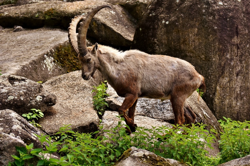 animal, animal themes, domestic animals, day, animal wildlife, side view, rock - object, one animal, mammal, herbivorous, horns, rock, vertebrate, animal world