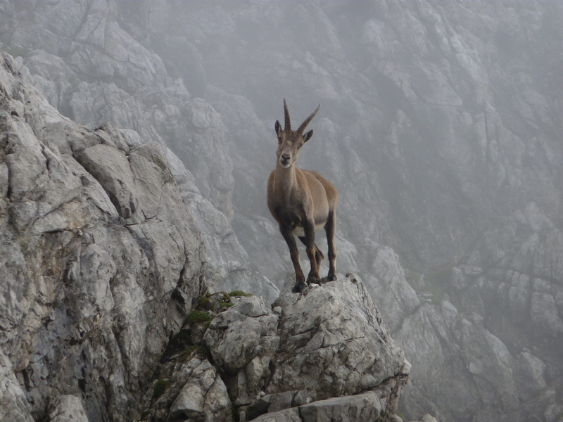 standing, animal themes, land, 2K, one animal, animals in the wild, nature, formation, deer, animal, solid, mountain, capricorn, rock - object, outdoors