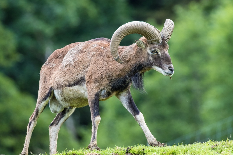 wild, observation, nature, day, one animal, capricorn, alpine ibex, animals in the wild, land, side view, mammal, male animal, mountains, herbivorous, wildlife photography