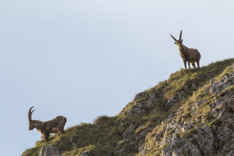 berchtesgaden national park, 1080P, observation, Capricorn, animals In The Wild, rock, Alpine Ibex, Animal, one animal, goat, deer, animal wildlife, vertebrate