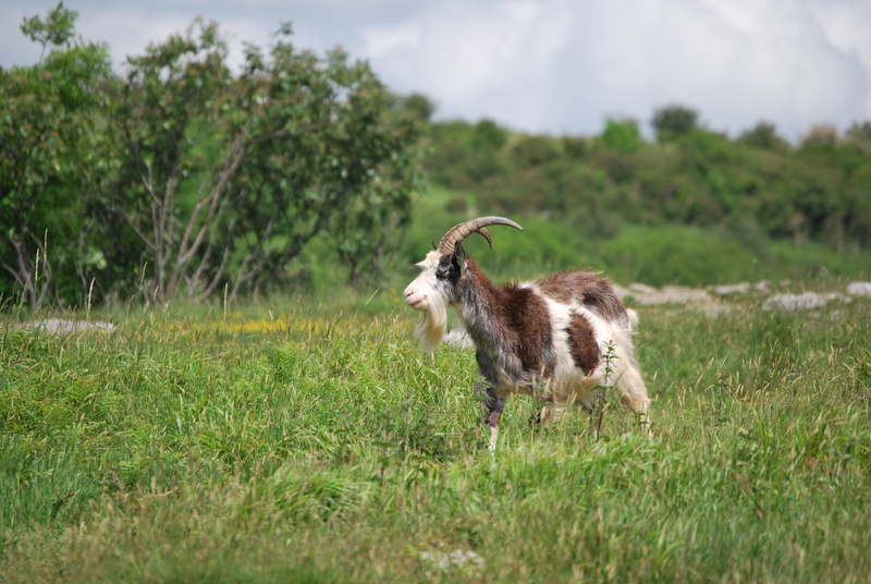 vertebrate, domestic animals, meadow, standing, no people, animal wildlife, outdoors, nature, goat, 4K, pets, green color, domestic, mammal, animal, growth