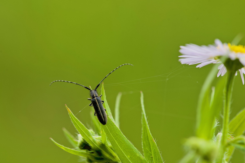 flower, outdoors, 4K, nature, hooked, flower head, beauty in nature, grass, plant, animal wildlife, animals in the wild, pollination, freshness, fragility