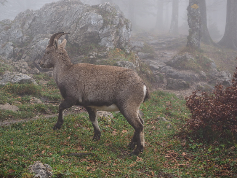 capricorn, mammal, full length, land, no people, fog, tree, grass, side view, herbivorous, forest, plant, animal themes, one animal, noiraigue, vertebrate