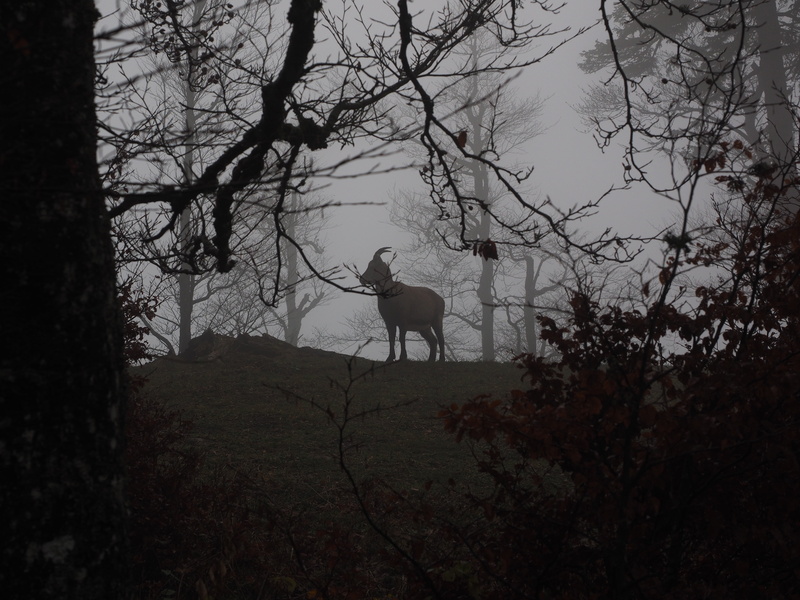 foggy, gloomy, lifestyles, land, branch, alpine ibex, capricorn, wicked capricorn, vertebrate, real people, leisure activity, mammal, wildlife, goat, silhouette