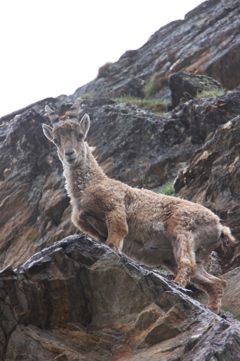 capricorn, wild animal, animal, solid, mammal, rock - object, one animal, mountain, vertebrate, 4K, rock formation, formation, nature, rock, sitting, animals in the wild