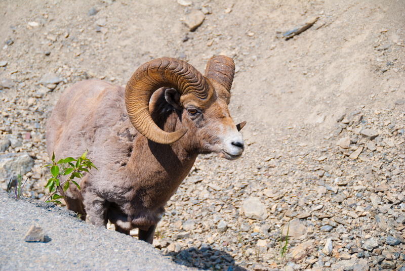 animal wildlife, domestic animals, dirt, day, herbivorous, no people, one animal, animal themes, domestic, livestock, Animal, nature, Capricorn, mammal