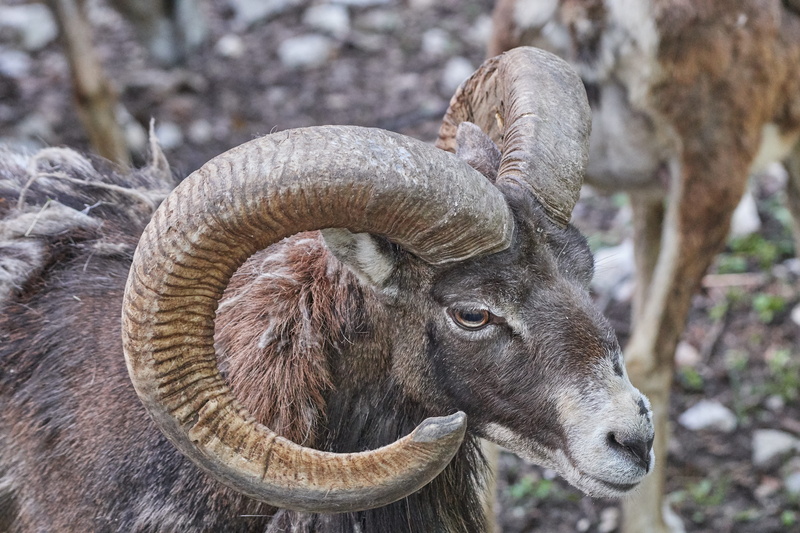 vertebrate, nature, one animal, ibex, animal head, day, alpine ibex, animal themes, zoo, antler, alpine, mountains, aries, animal wildlife, animal body part