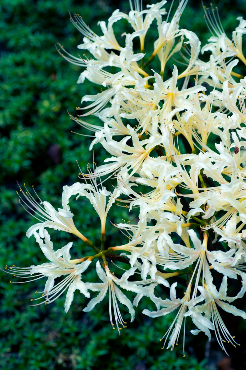 flowers, plant, selective focus, nature, beauty in nature, natural, 4K, pollen, no people, spider lily, growth, white, petal, flower, flowering plant