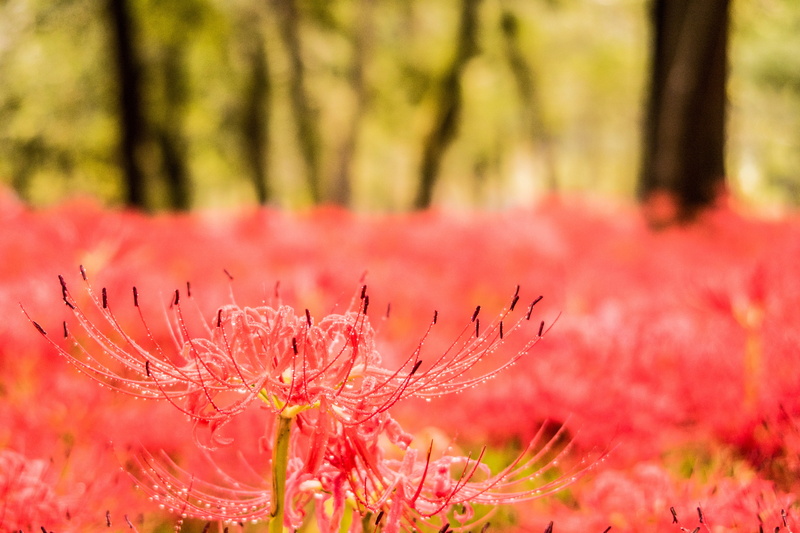 5K, forest, fragility, close-up, land, tree, selective focus, tranquility, flowering plant, growth, flowers, no people, freshness, autumn flowers, vulnerability